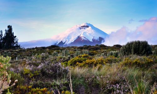 david torres 258812 ECUADOR 44cd4316