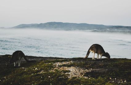 Countries 5 Australia PatrickRyan 828b95e6