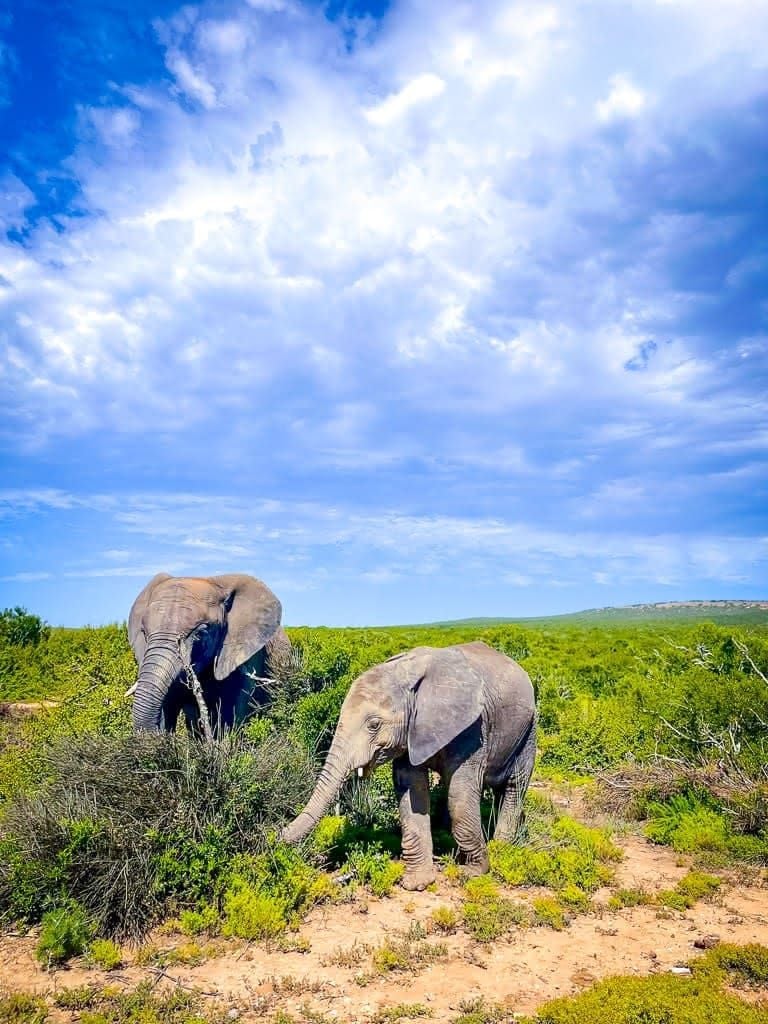 south africa country 4 8c923f7d